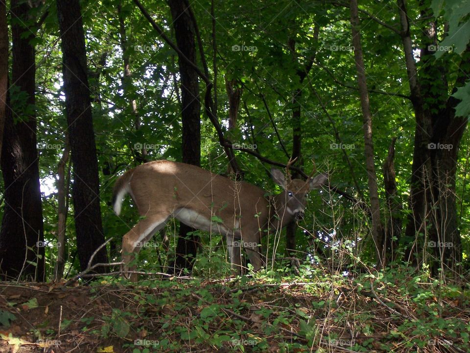 The deer are making their home here