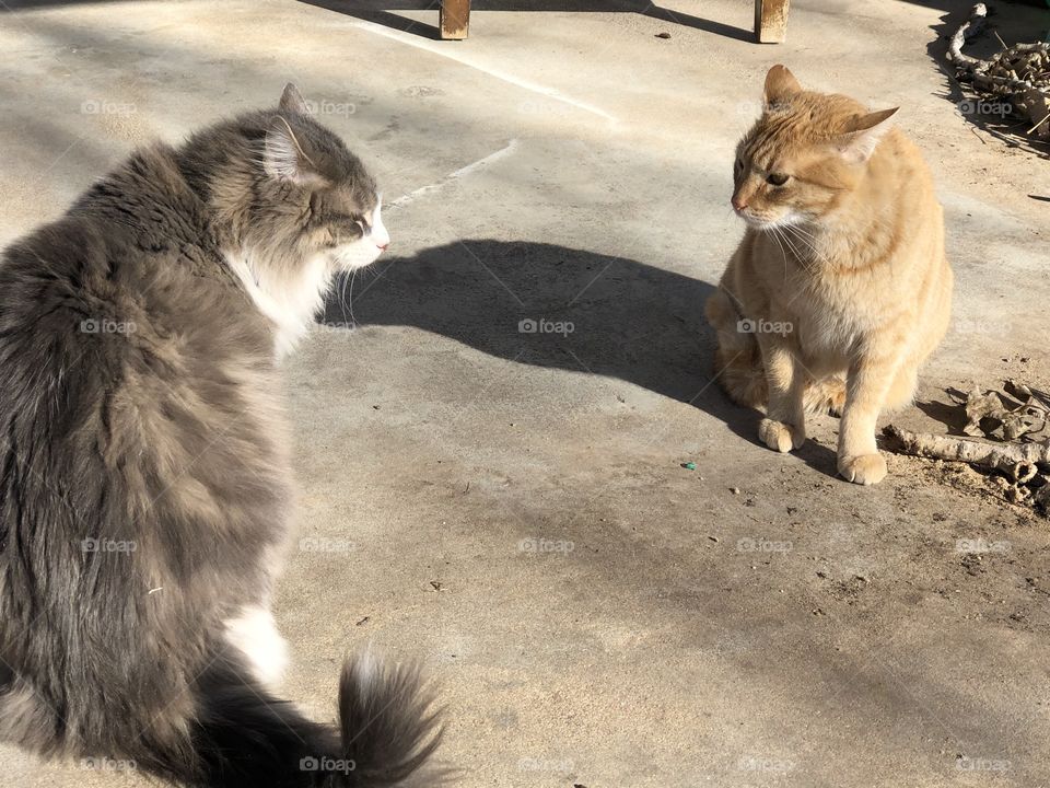 Giving dirty looks ,male cats