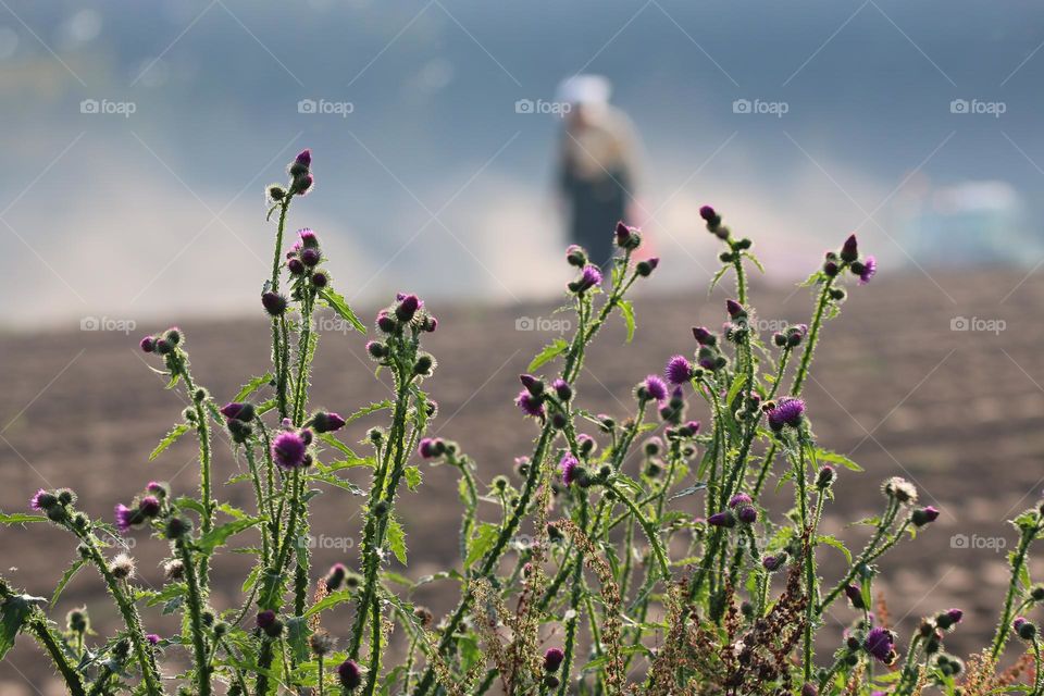 dusty earth, potato harvest