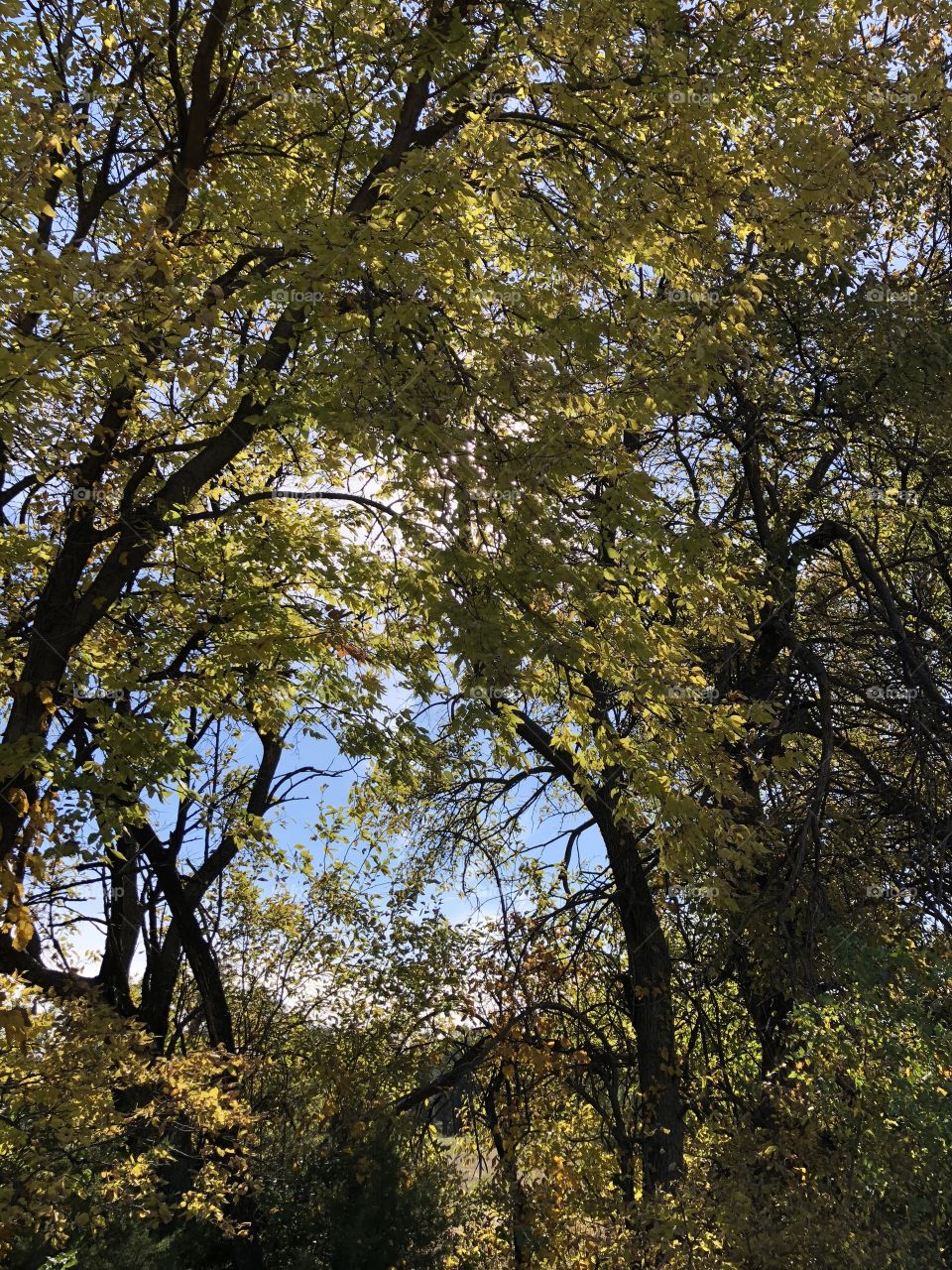 Country tree view