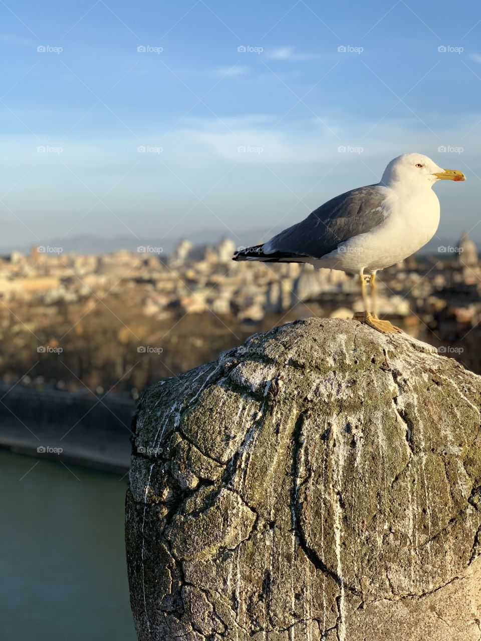 Seagull in Rome