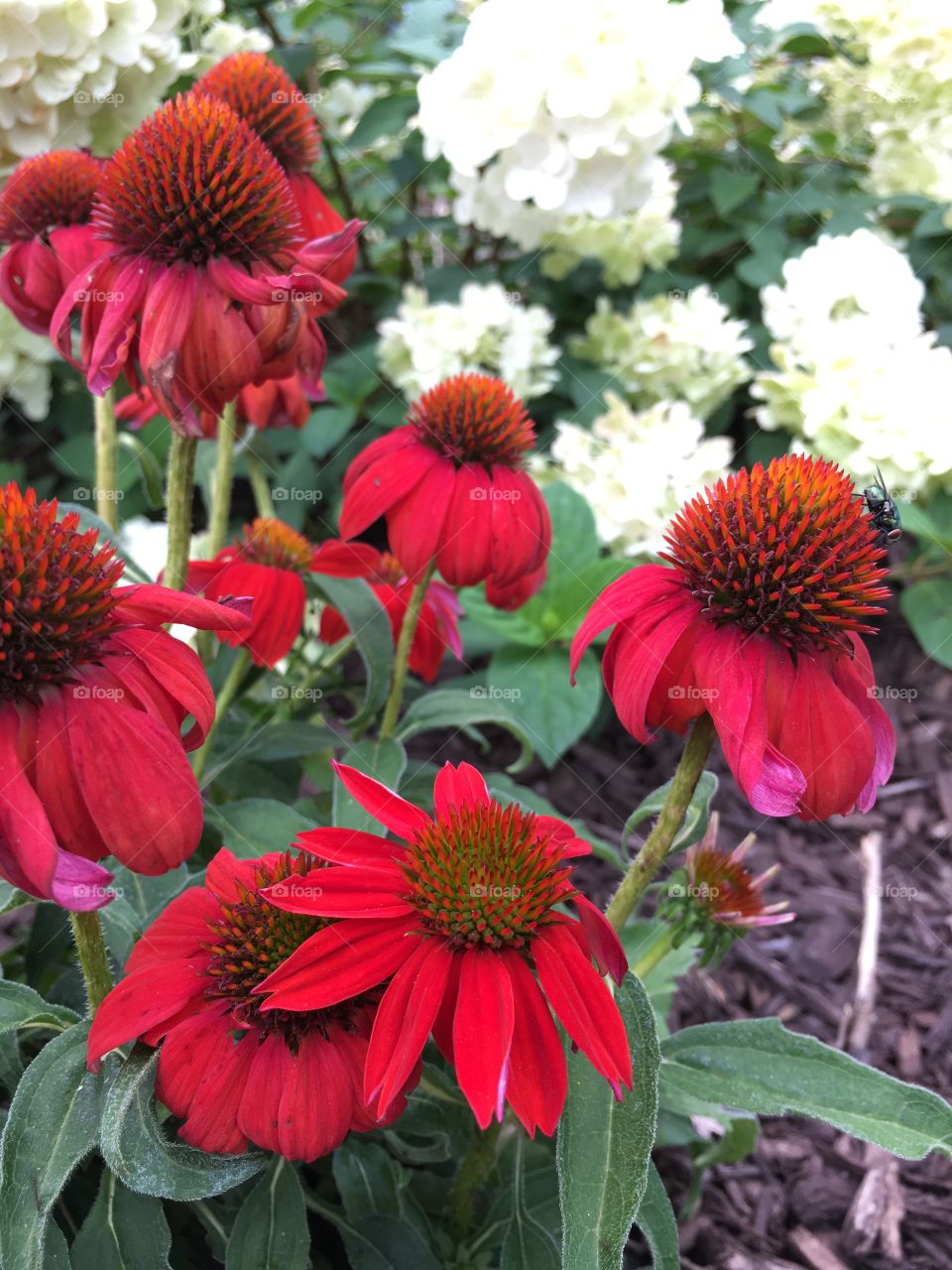 Red cone flower