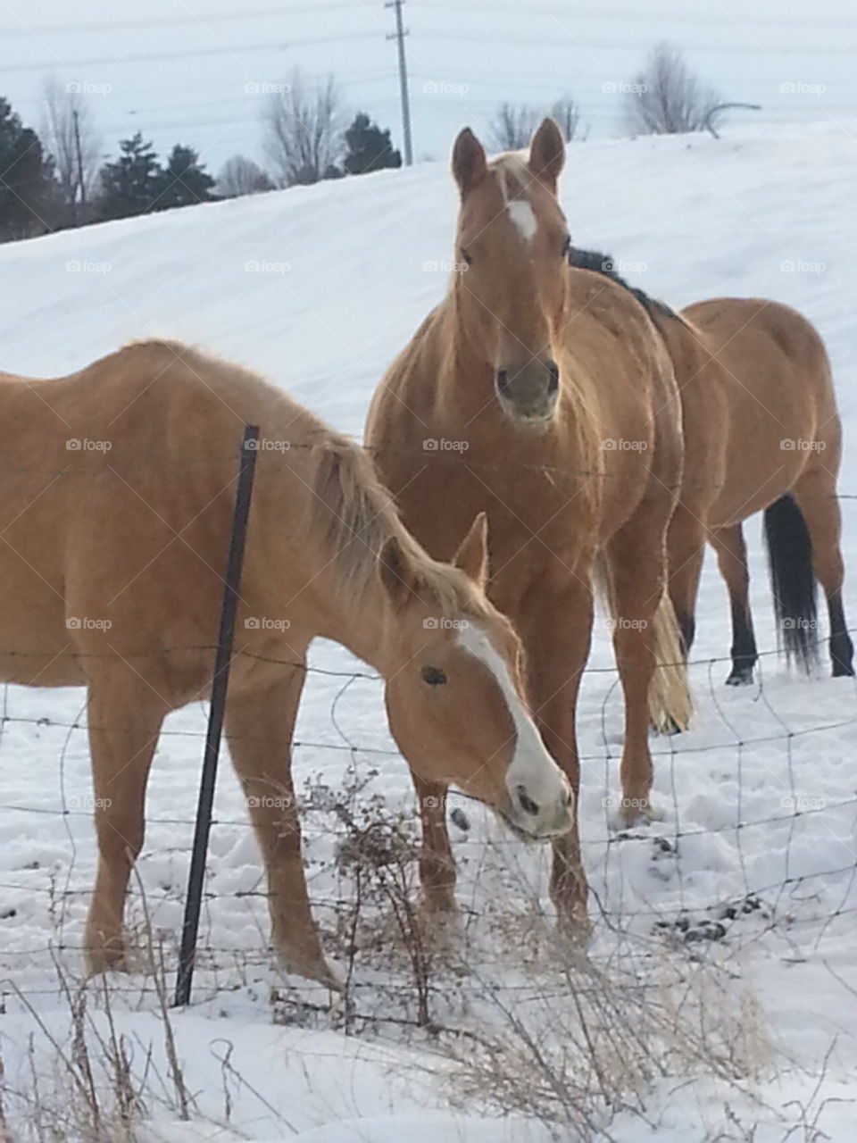 Winter, Horse, Snow, Cavalry, Mammal