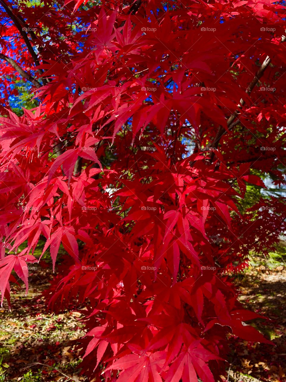 Red maple tree leaves autumn 