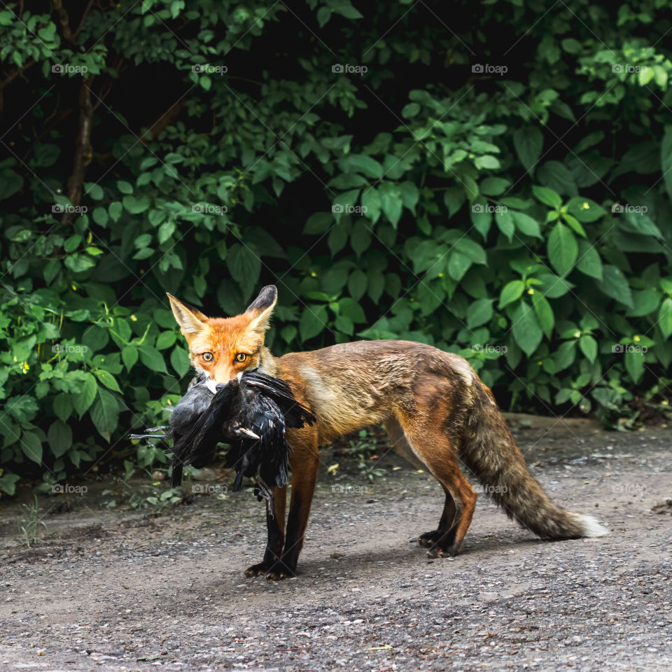 Fox holding its prey