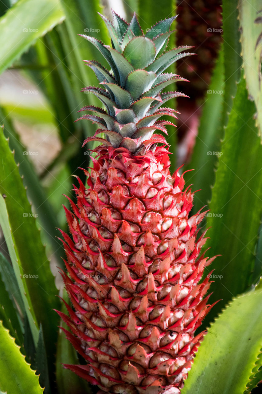 Red Pineapples Do Exist