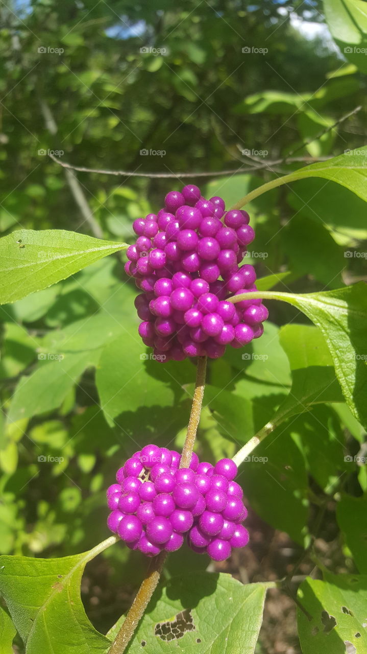 purple berries