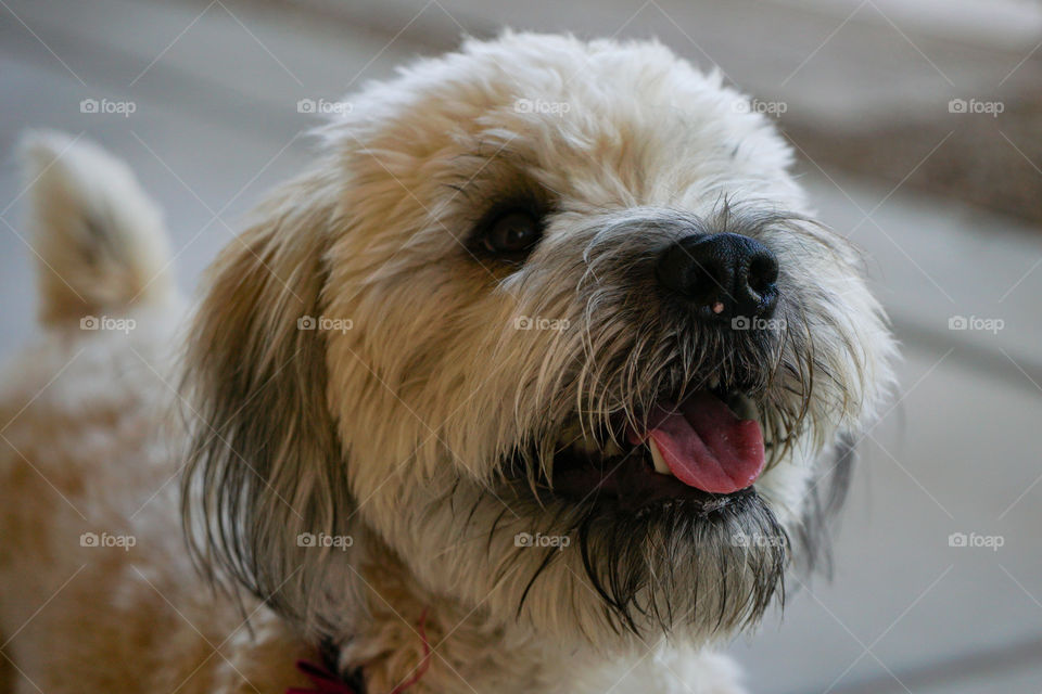 Wheaten terriers are a wonderful breed, as illustrated by our beautiful puppy