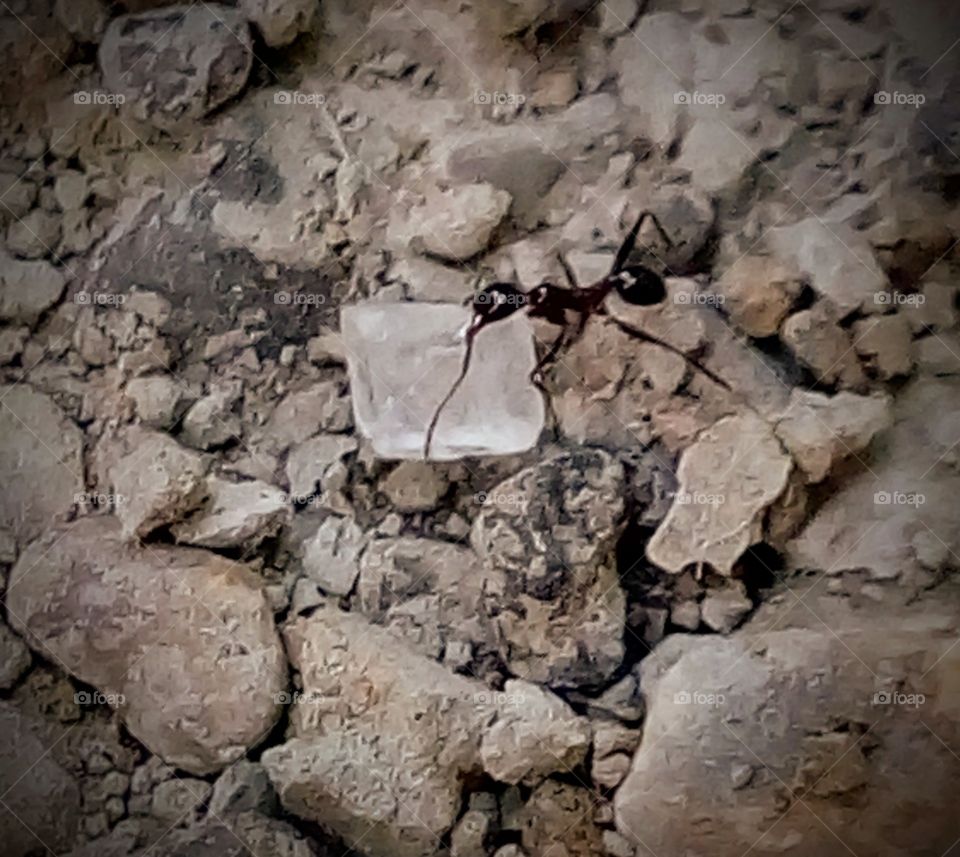 A 🐜 (Black Ant) trying to catch sugar crystal.