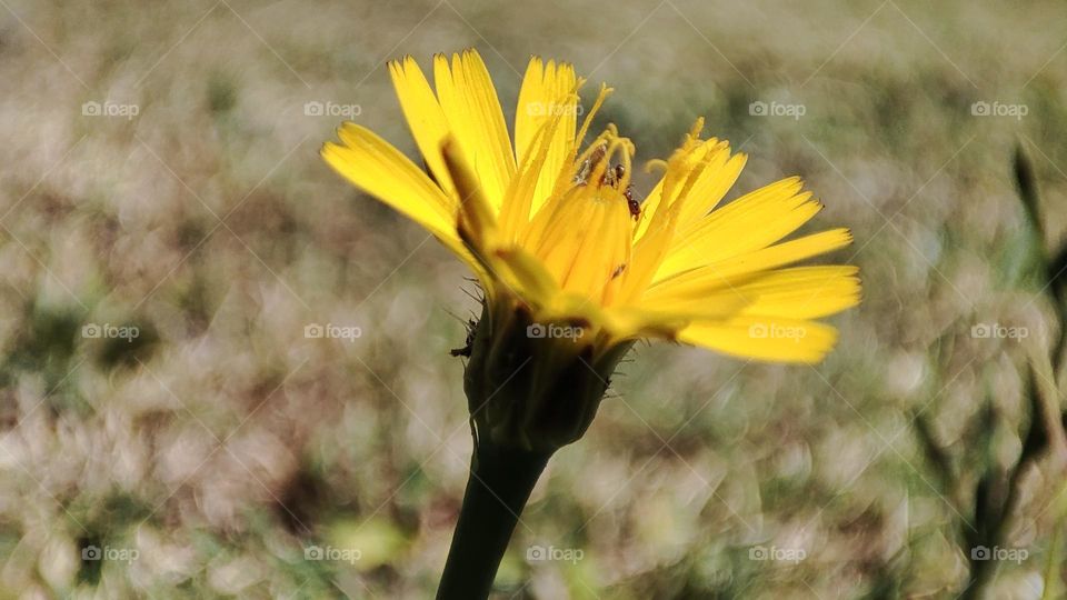 Dandelion