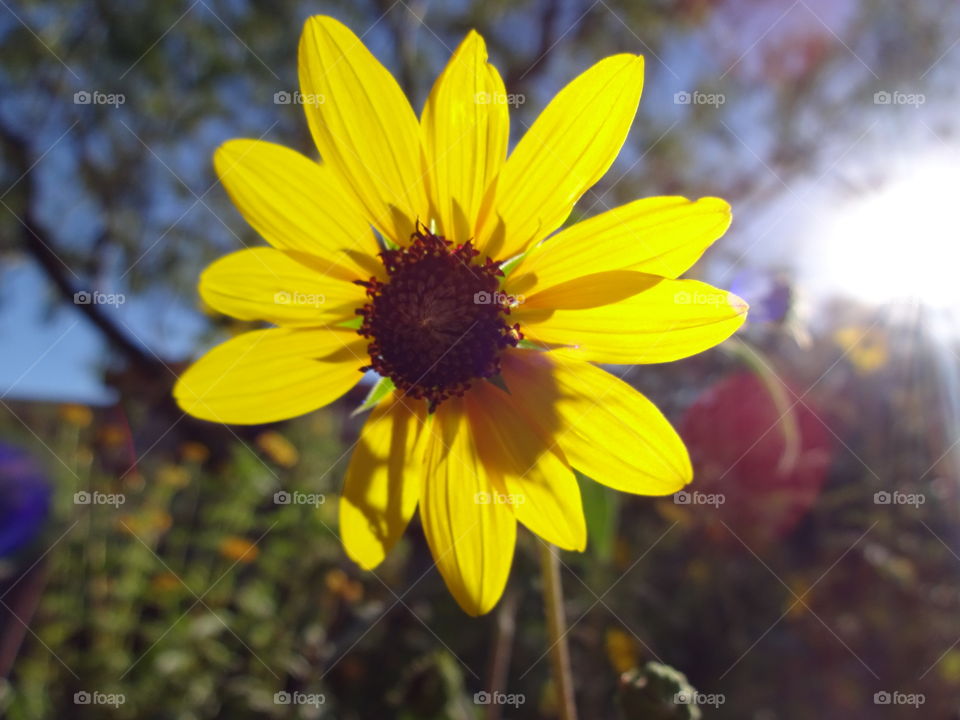 Sunflower