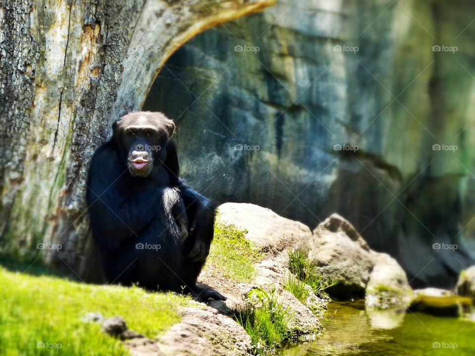 cheeky spain monkey valencia by danielinbarbon