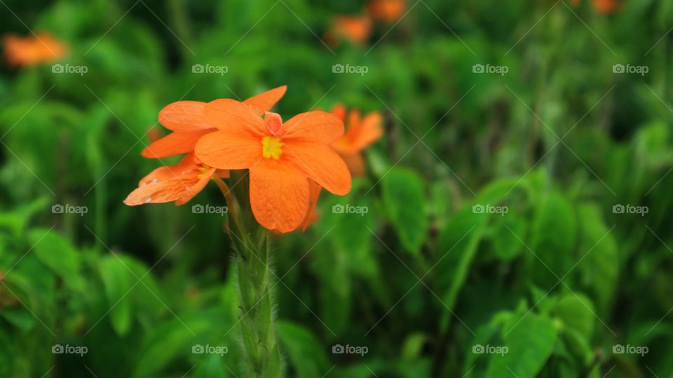 portrait of a flowers