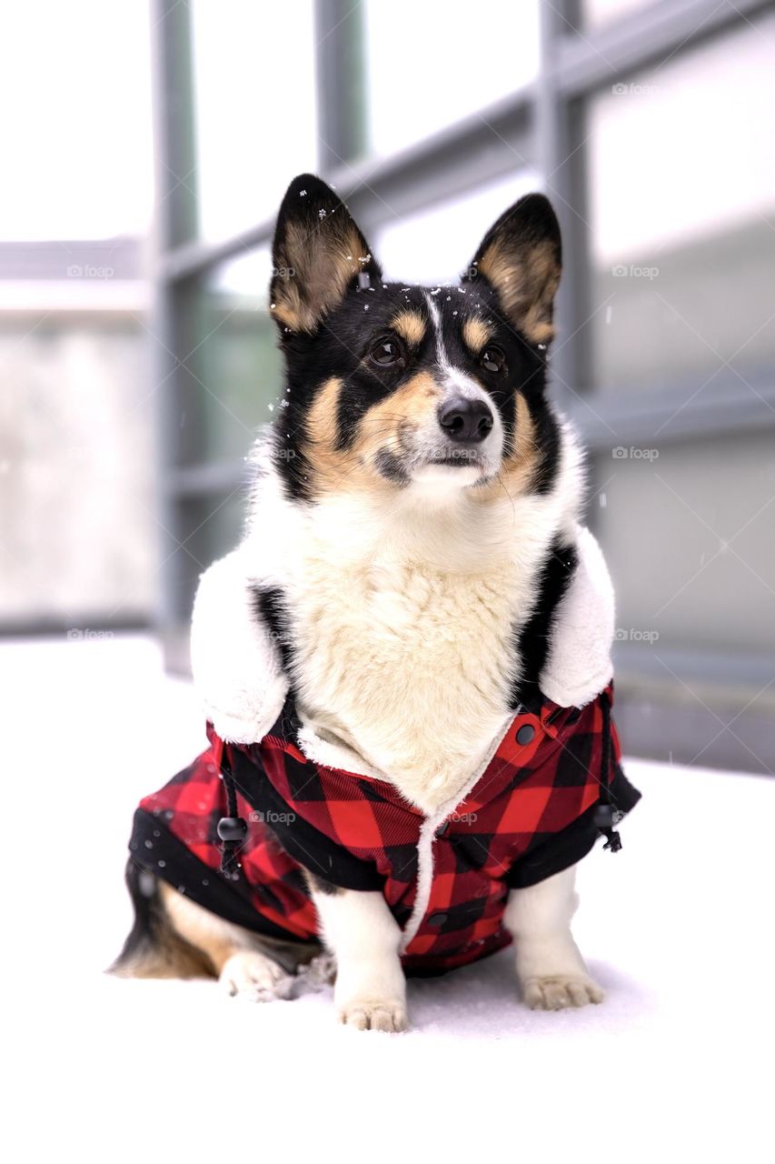 Adorable tri colored corgi wearing a red winter flannel jacket outside in the snow.