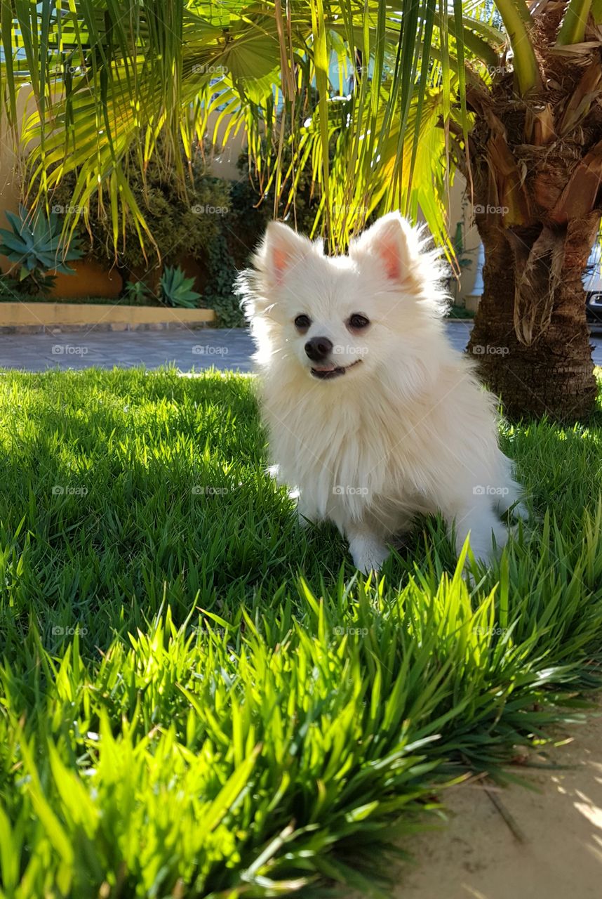 dog, garden, fri