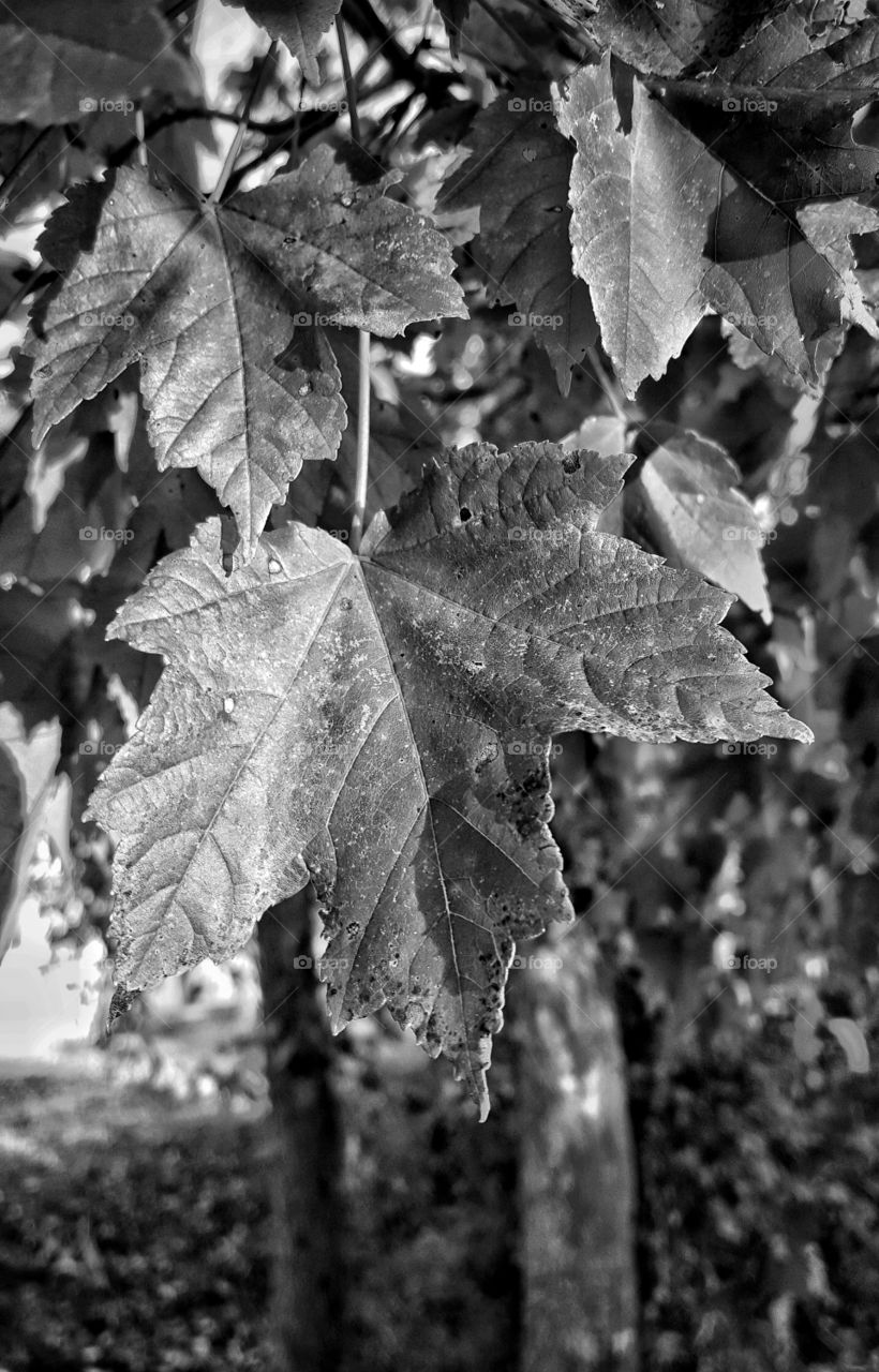 Went for an amazing little walk a few weeks ago before work and took this photo of a maple leaf.  It was so refreshing that morning and left a huge smile and a very happy memory!