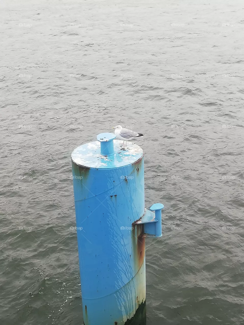 Möwe