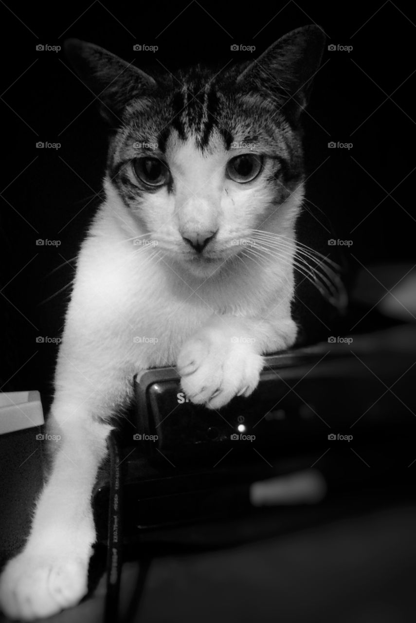 DJ Cat. This is my cat,named Oten. Oten like tape recorder.Oten sometimes sit on the top of tape recorder. I shot this photo while Oten play on the top of tape recorder.
