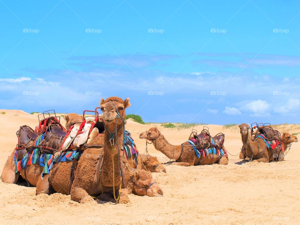 camel's on sand