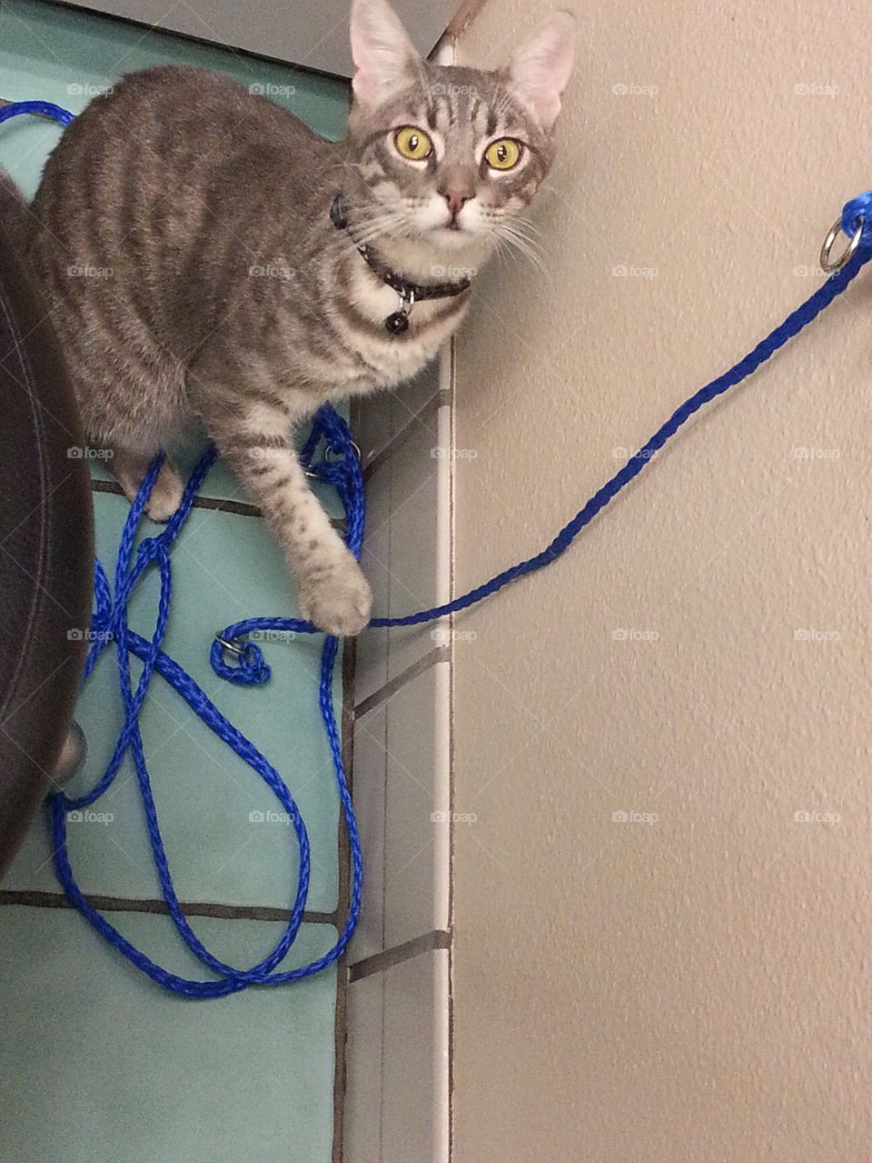 kitten playing with string