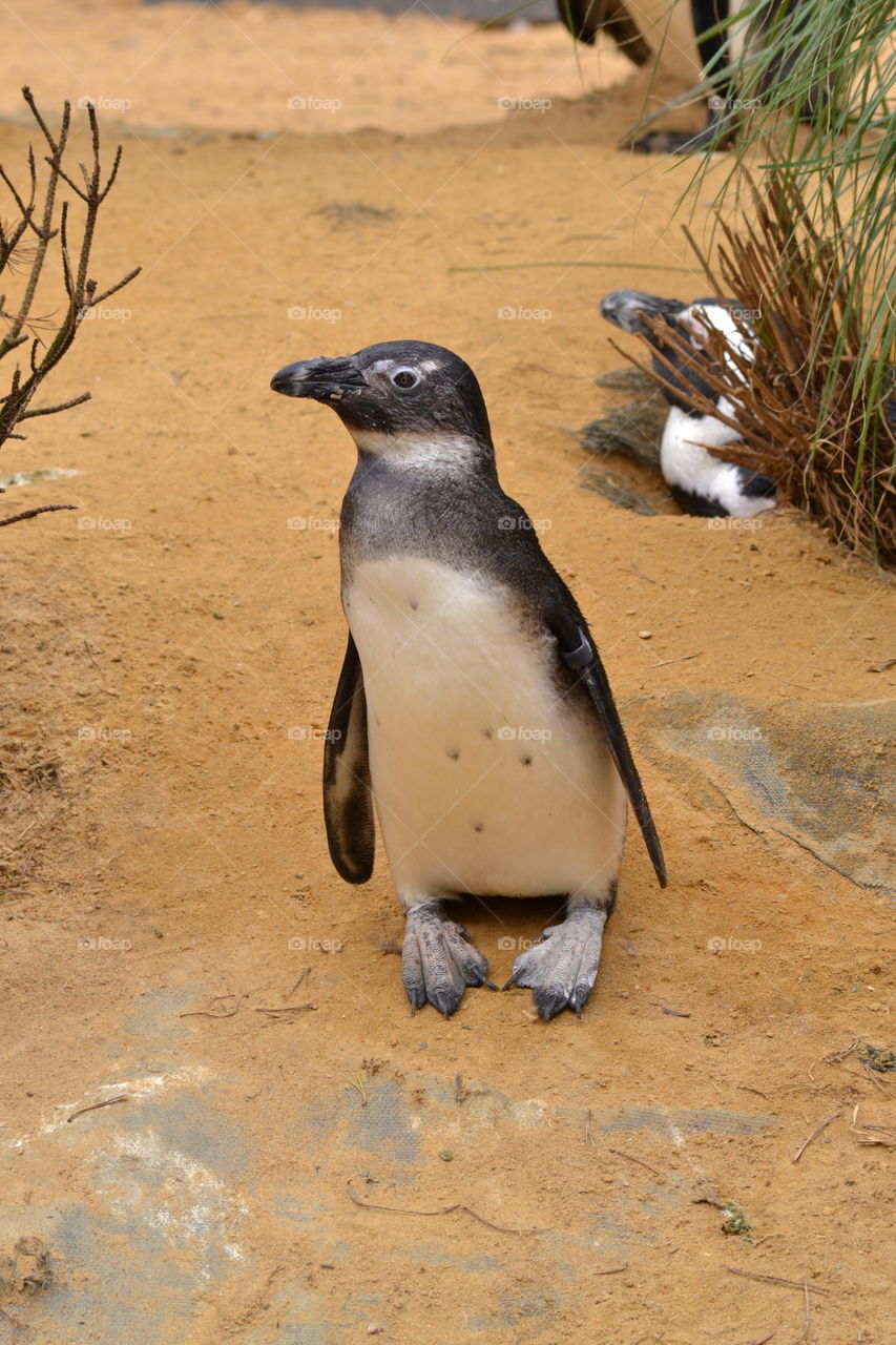 penguin 4