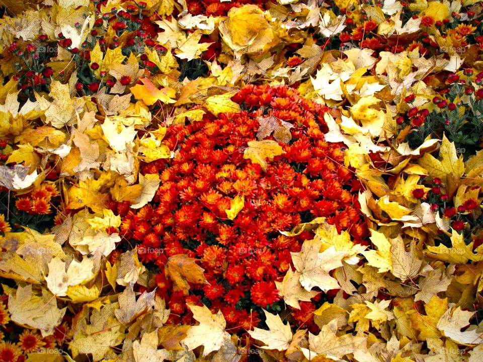 Red and yellow autumn 