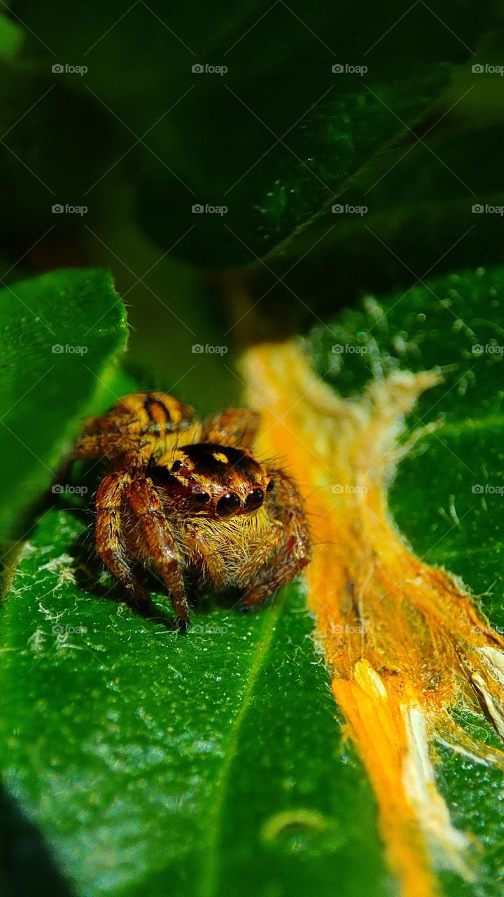 "Reminiscing" cute spider looking at the fallen flower