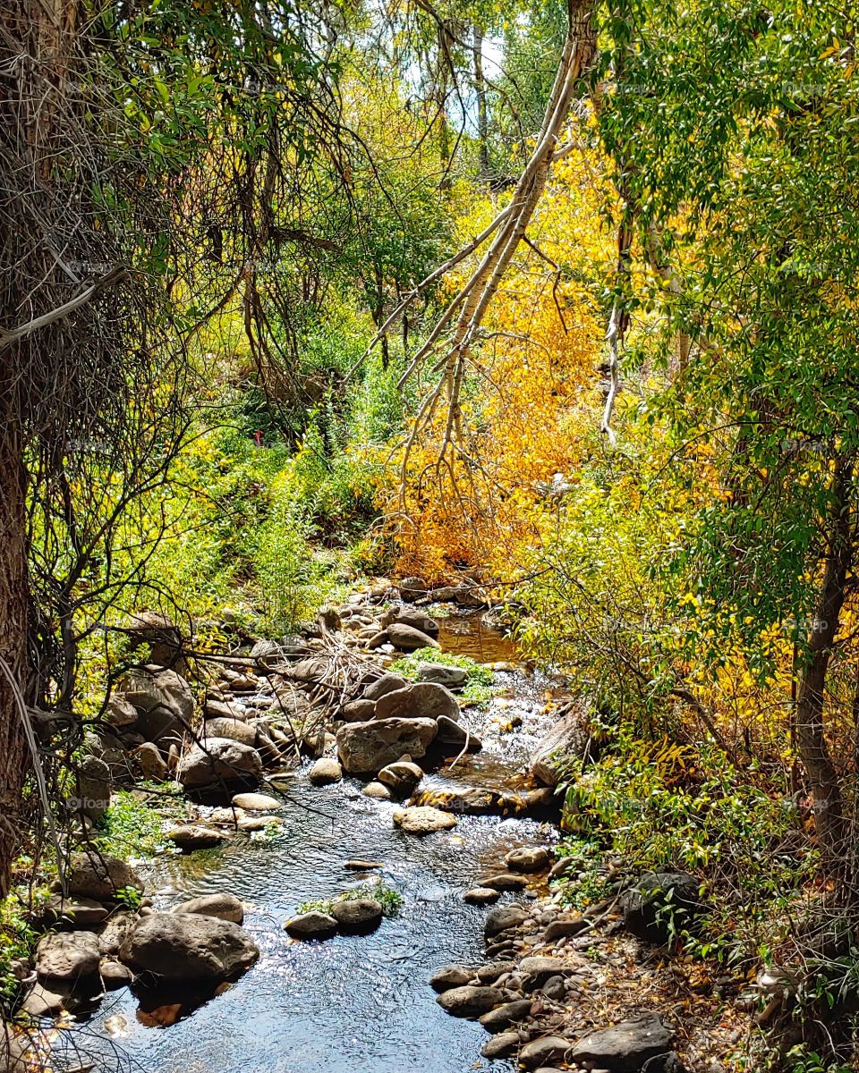 Mesmerising Creek waters flow through golden foliage of early Colorado Fall.