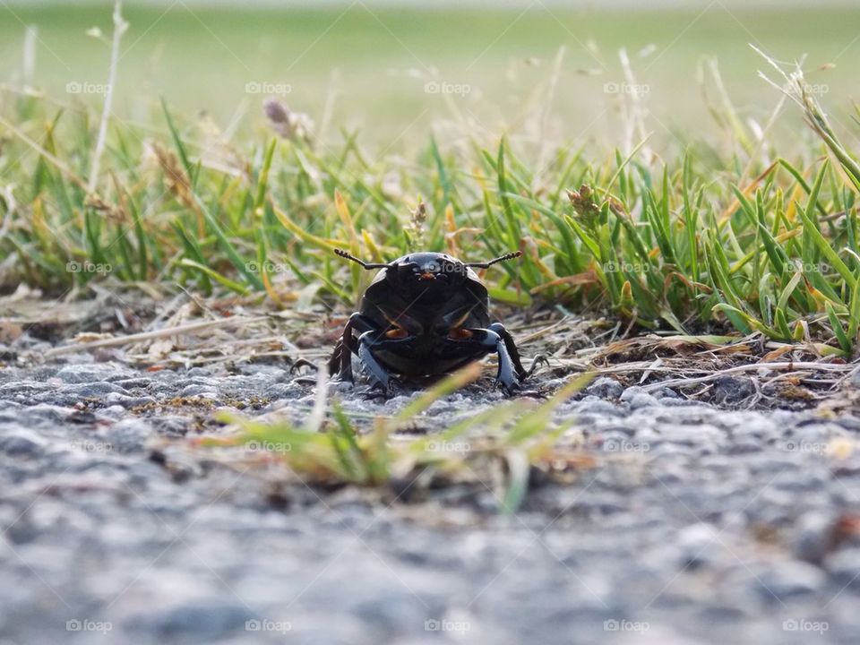 Beatle in extreme closeup