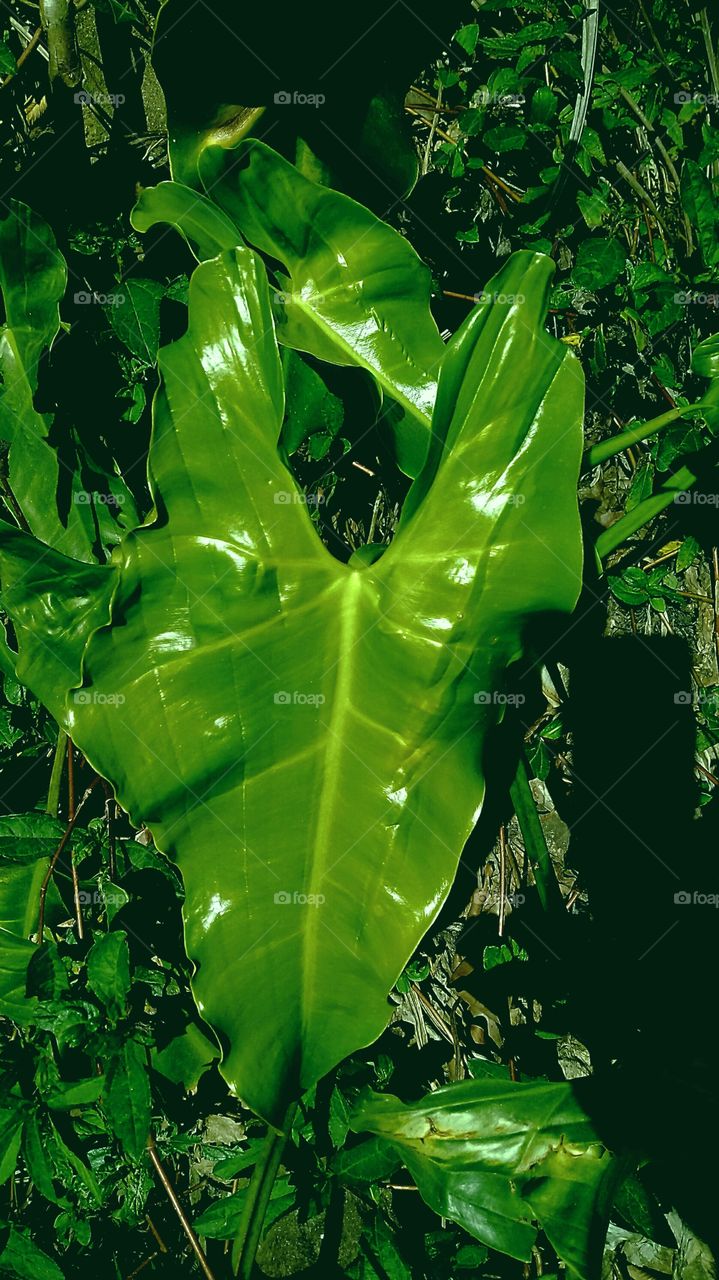 NATURE ENVIRONMENTAL