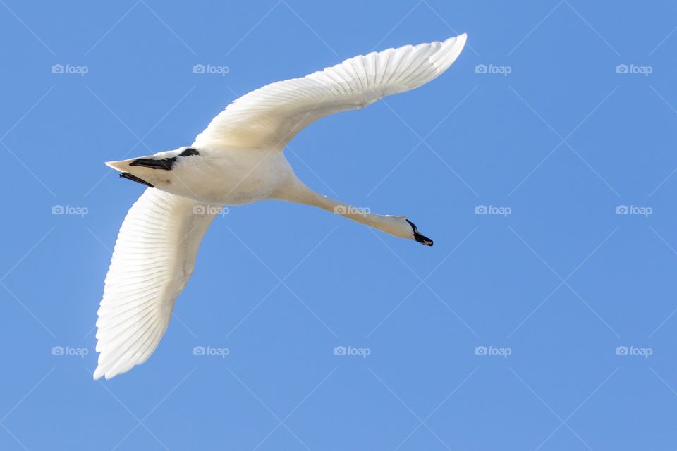 Close-up on one beautiful white swan in flight, spread wings, blue sky - närbild på en vacker vit svan som flyger mot blå himmel 