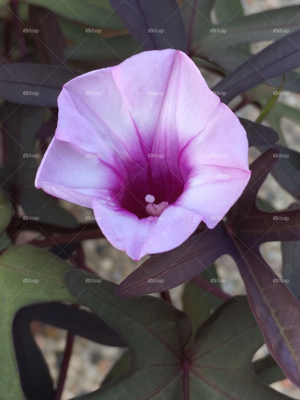 Sweet Potato Vine Bloom 