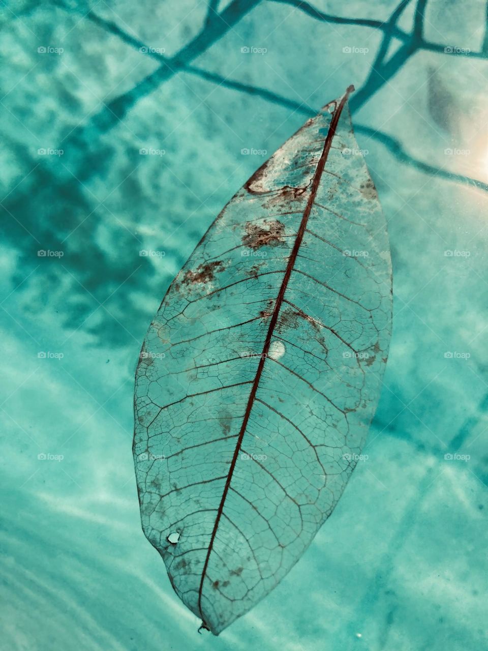 Beautiful bleached leaf