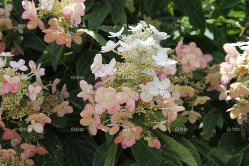 close up of pink and white flowering bush