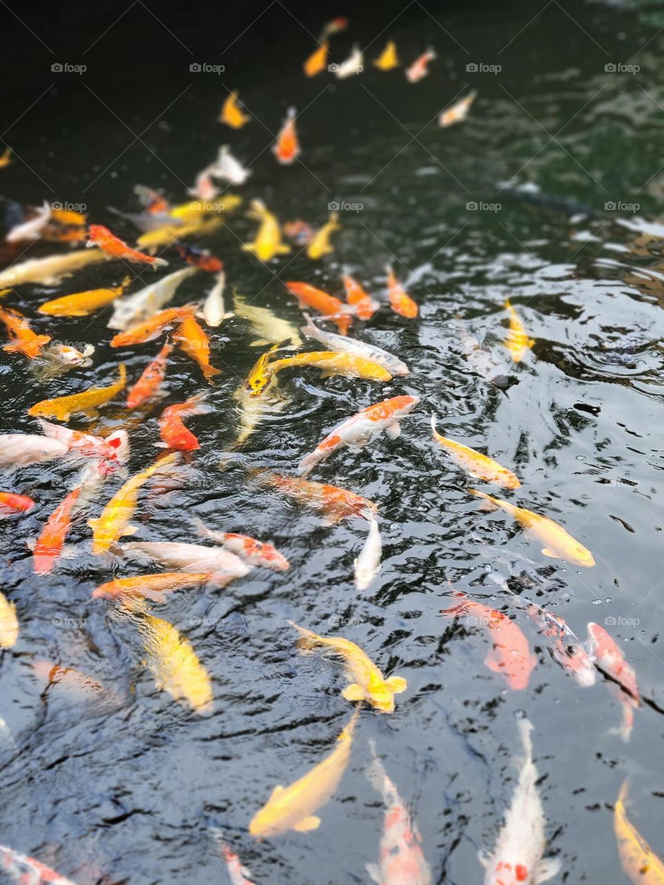 Colorful koi fishes in a pond at Hong Kong Yuen Yuen Institute