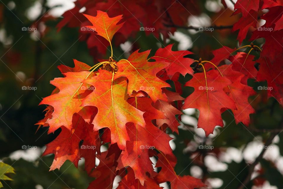 Beautiful red maple leaves