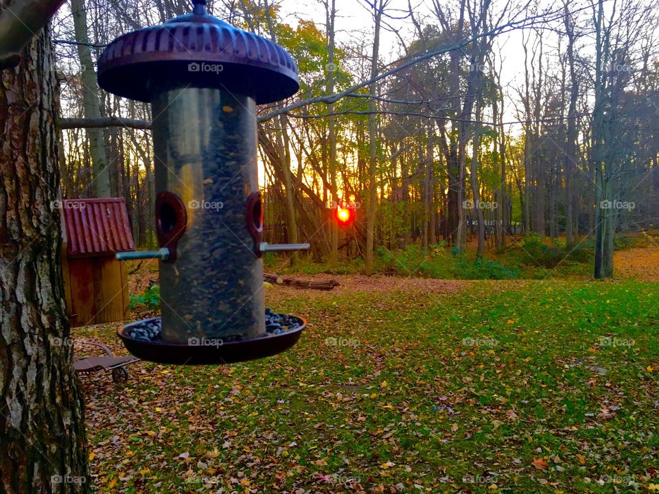 Bird feeder sunset