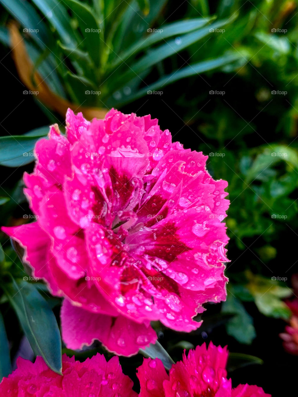 Beautiful hot pink flowers with water droplets 