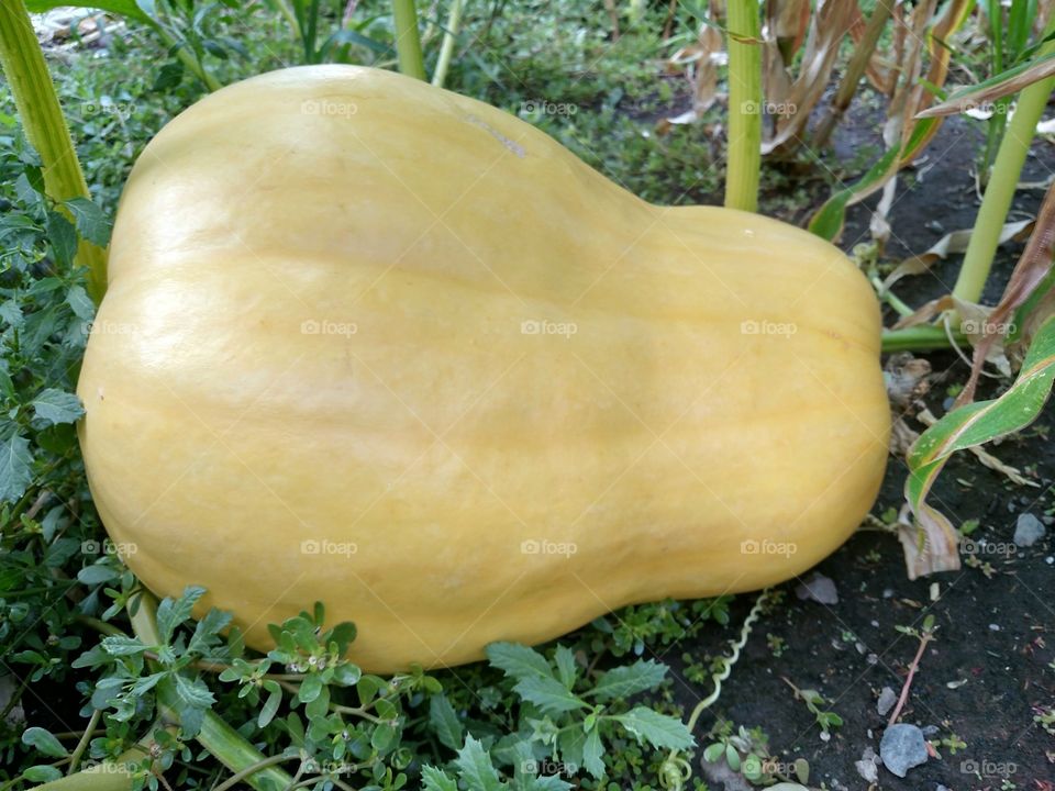 Pumpkin Yellow Pear Shape