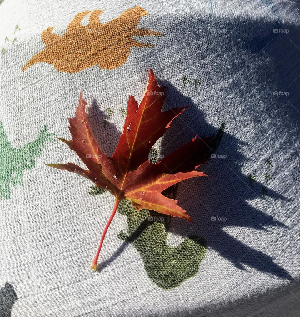 Fallen leaf on dinosaur blanket