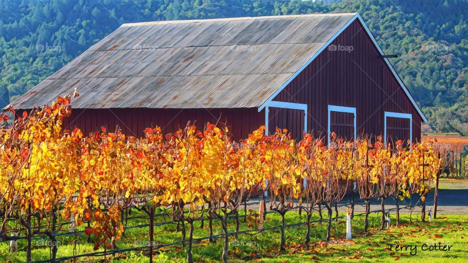Vineyard scene in rural Napa Valley with golden colors against red barn.