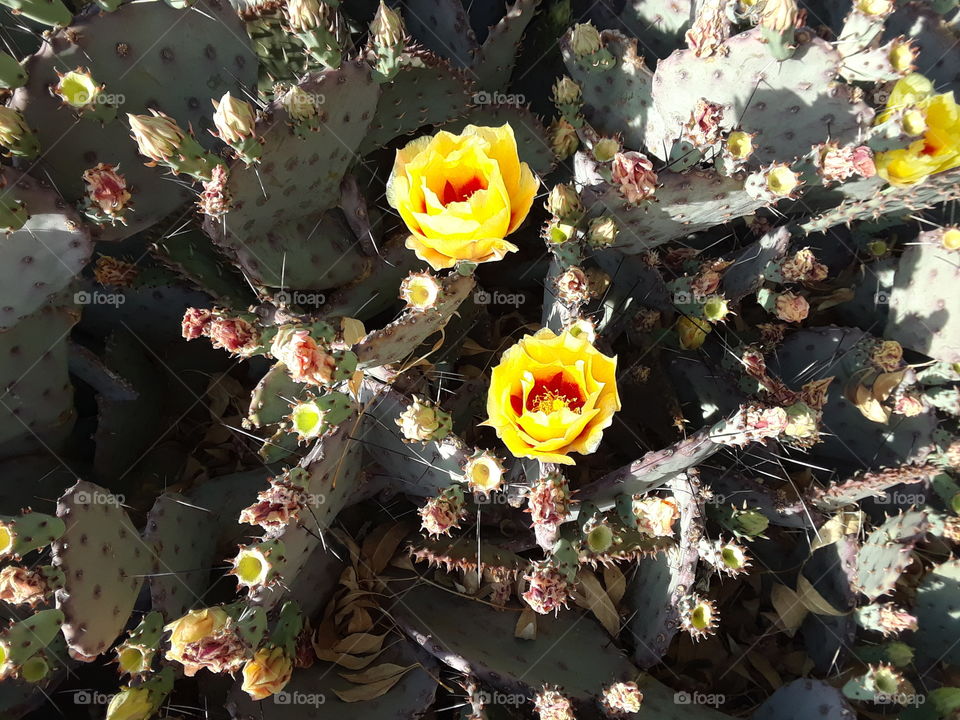 Desert Cactus in Bloom