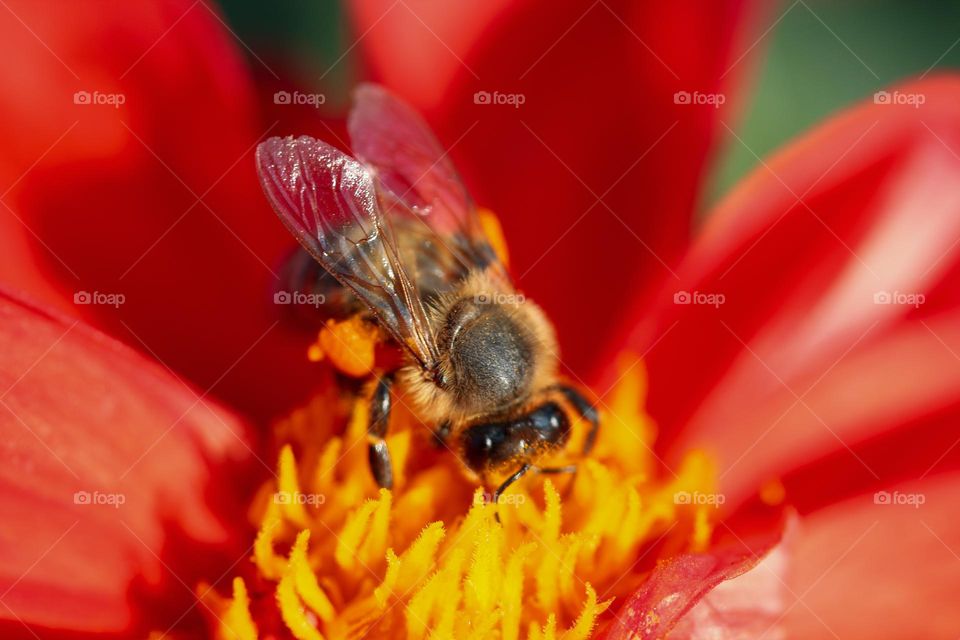 A bee at the flower