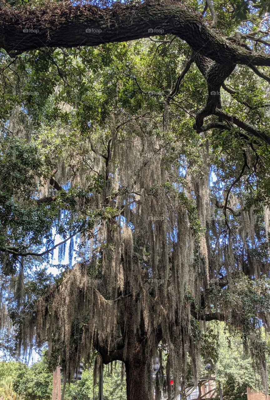 Spanish moss