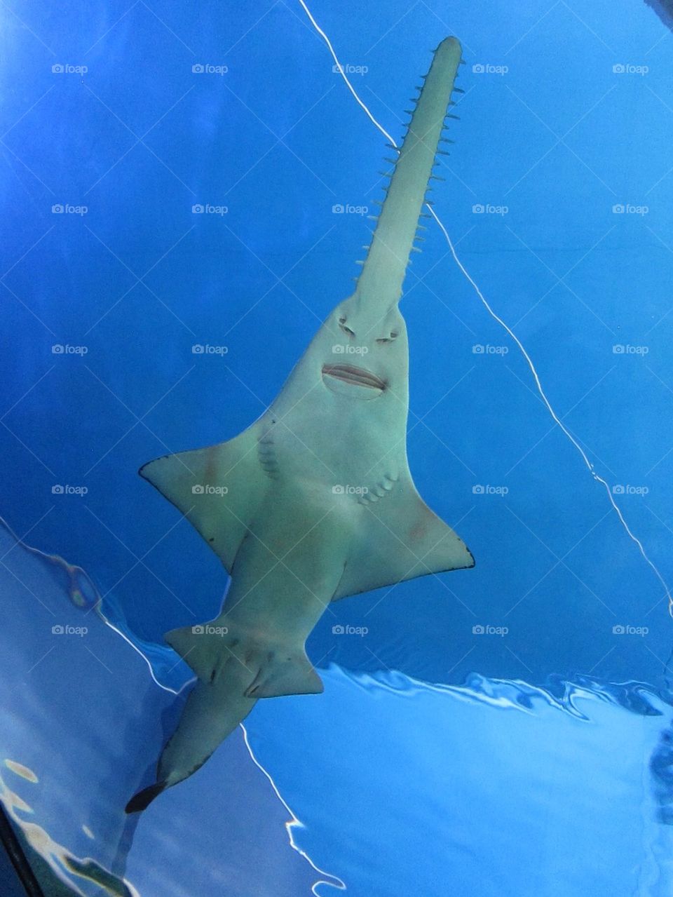 Australian Stingray 