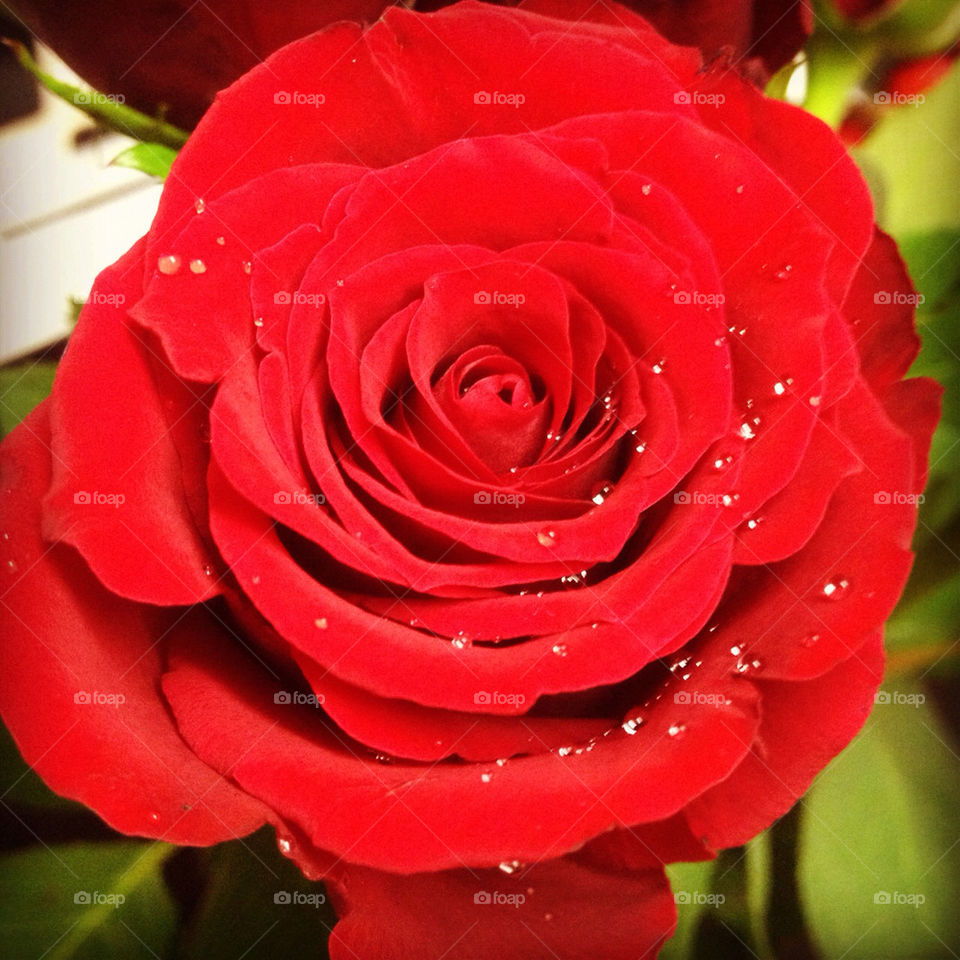 pretty flower red romantic by emma.fulford