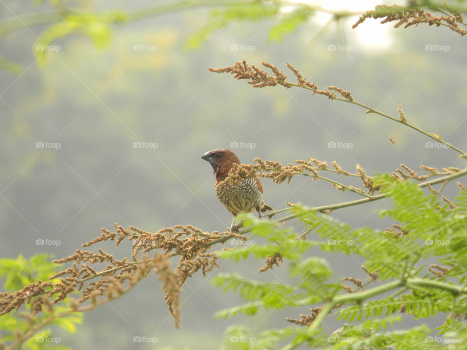 Captured this beautiful shot of scaley breasted Munnia Bird in the garden situated nearby my house.🤩