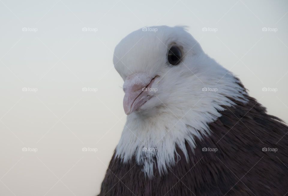 Beautiful pigeon face