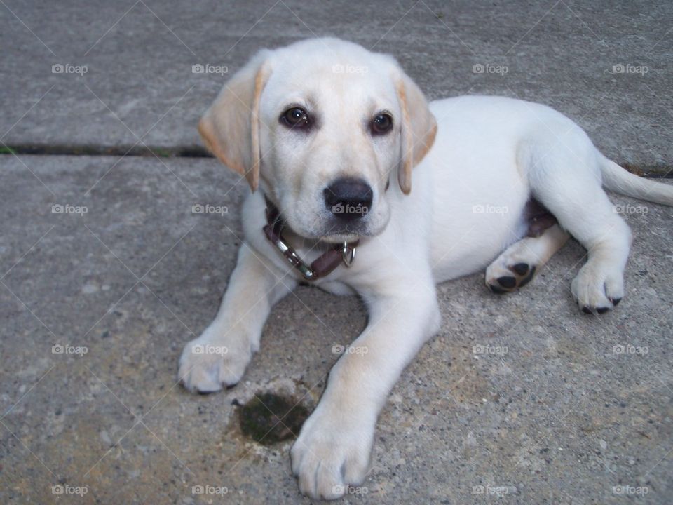 yellow lab do puppy cute by annaparadies