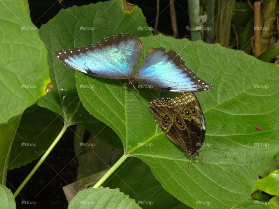 Blue Morph Buttetflies